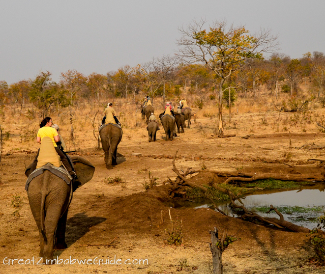 Elephant safari with Wild Horizons 2013