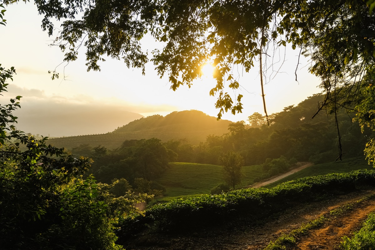 Aberfoyle Tea Estate Plantation Mountains Zimbabwe