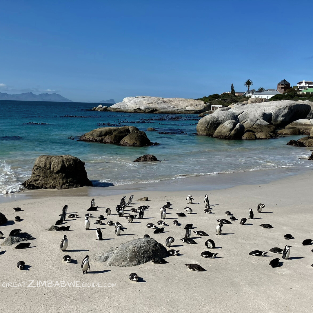 Cape Town Winter July August Travel Advice Penguins