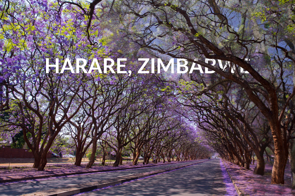 Harare Jacarandas Zimbabwe Milton Avenue Purple Trees