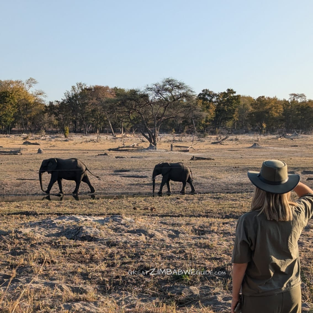 Hwange Elephants Great Zimbabwe Guide 1