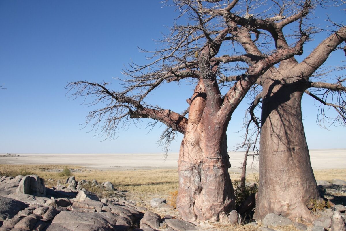 Kubu Island Botswana Africa Gaing O Community Trust