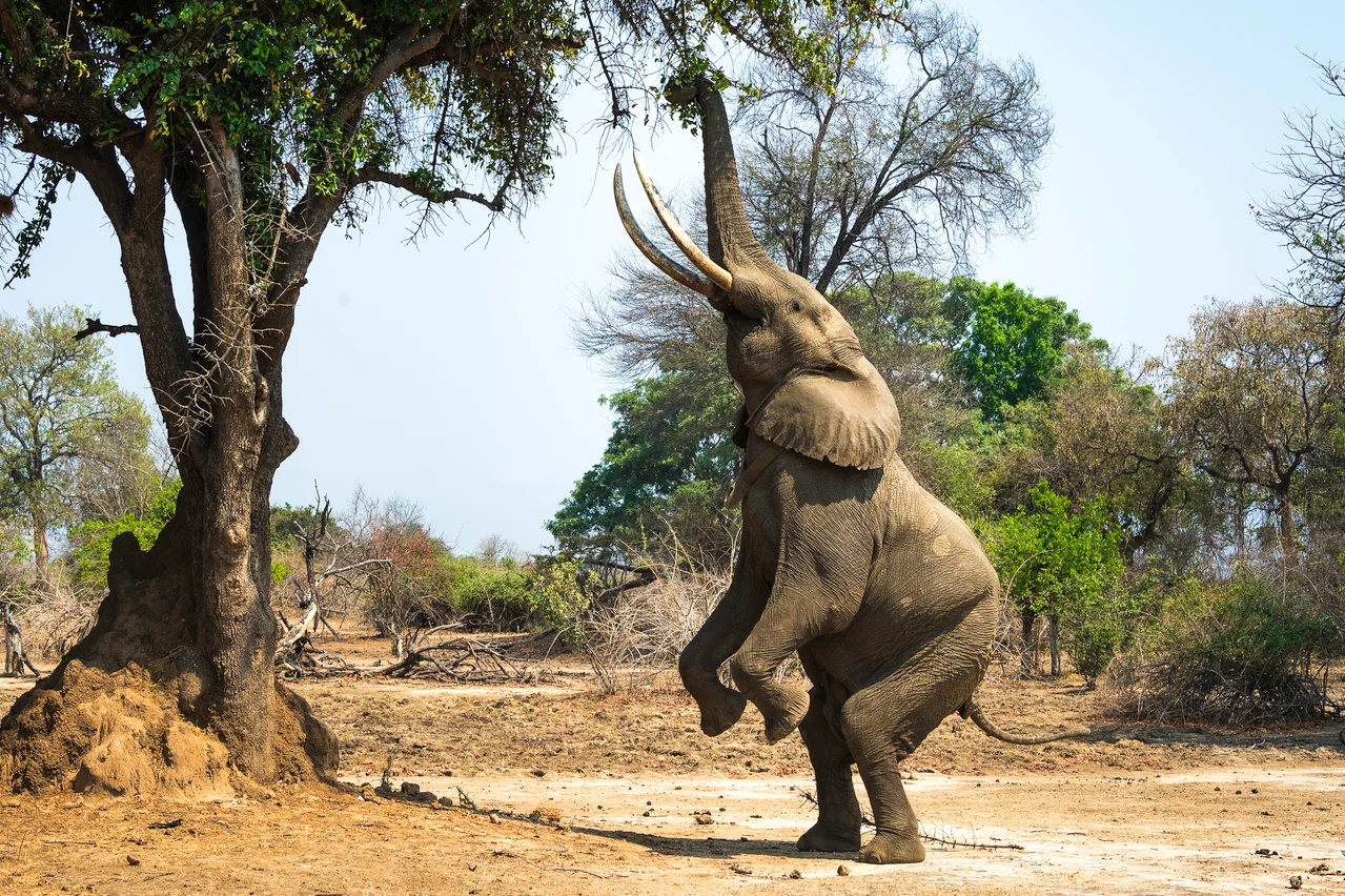 Boswell elephant Mana Pools Zimbabwe Legs